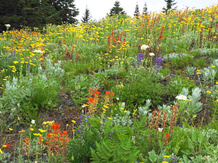 iron mtn flowers 2 meadow page small